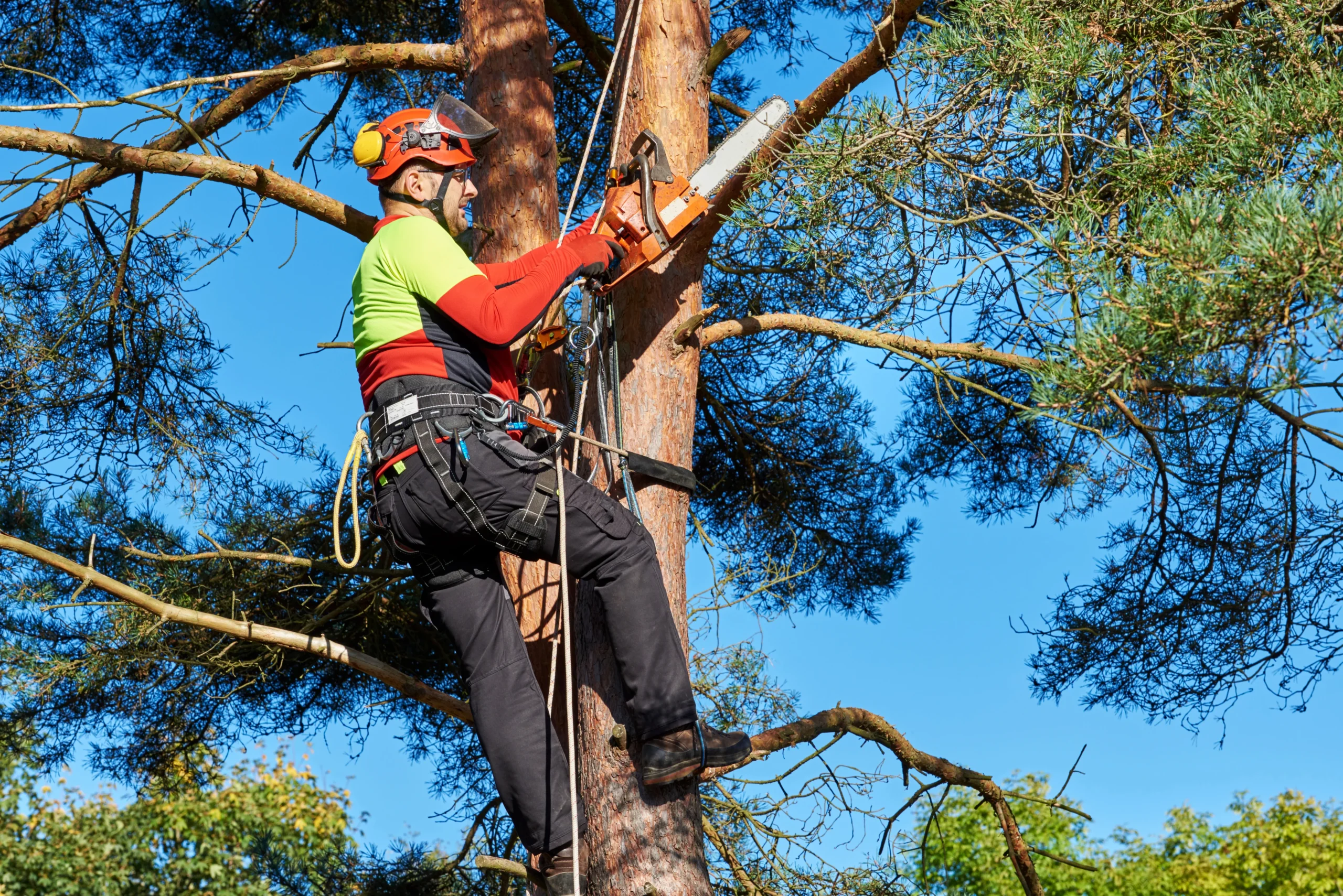 Tree Surgeons Warrington