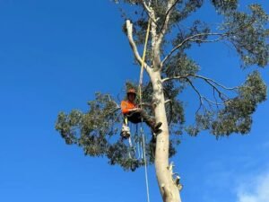 Tree Surgeons Warrington