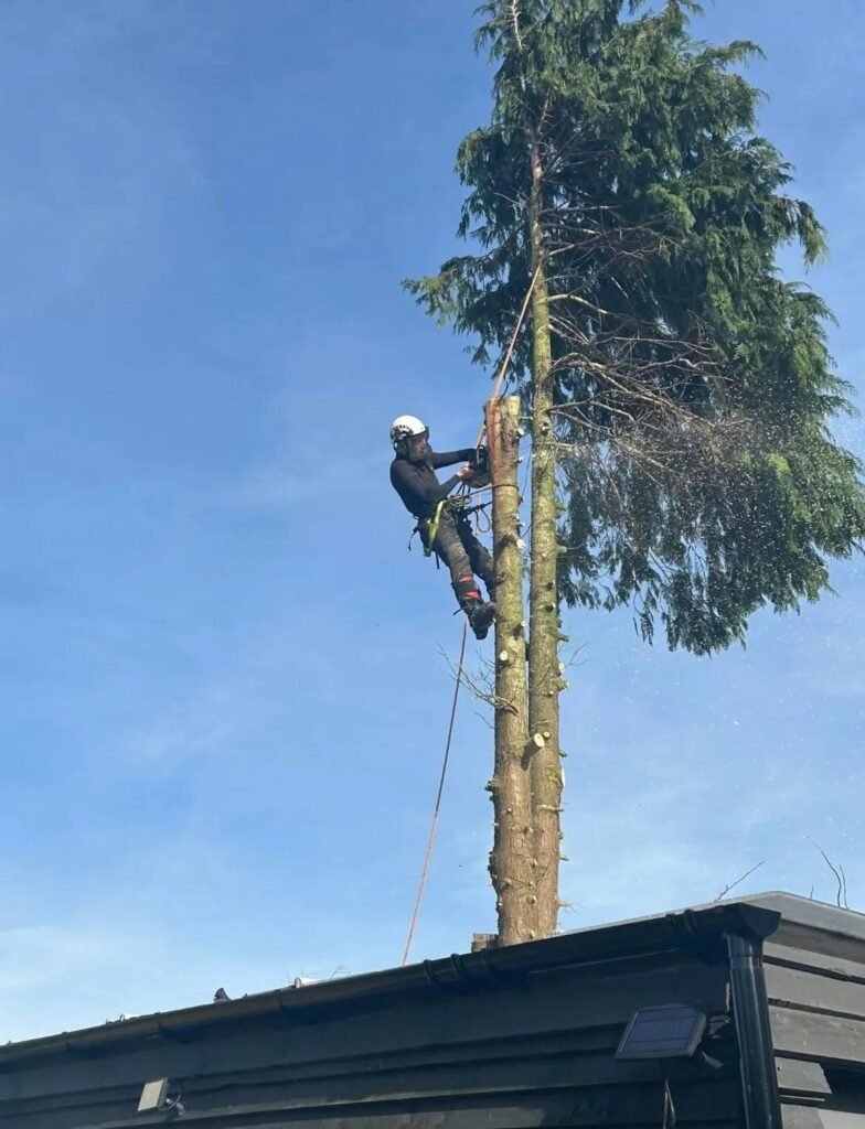 Tree Surgeons Warrington