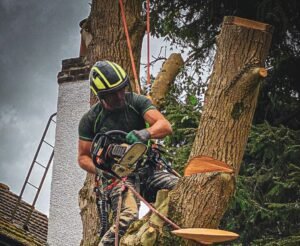 Tree Surgeons Warrington