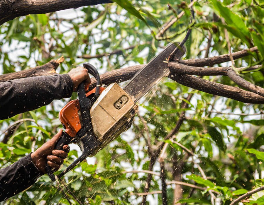 Tree Surgeons Warrington
