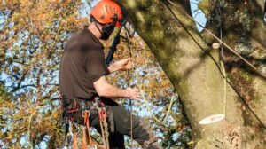 Tree Surgeons Warrington