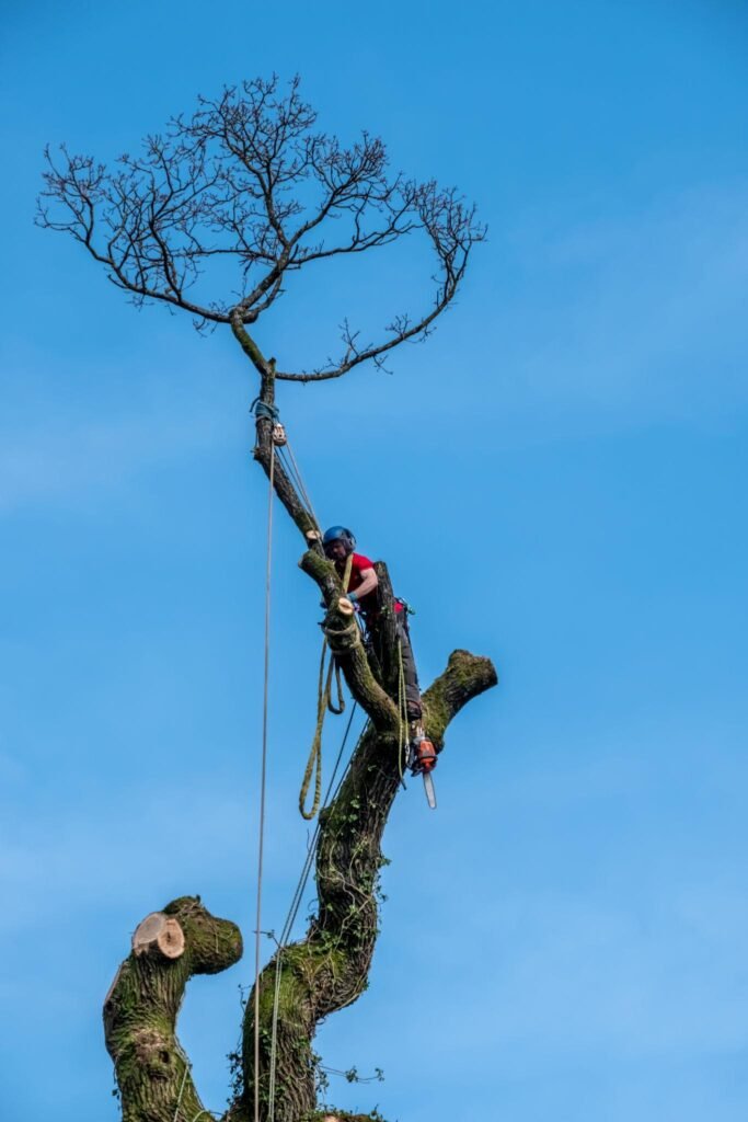 Tree Surgeons Warrington